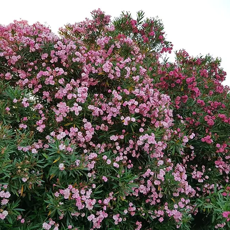 Apartman Stylish Terina - Le Lincelle, Lamezia - Bright, Spacious, Elegant And With Terrace *