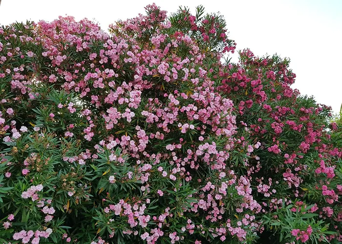 דירה Stylish Terina - Le Lincelle, Lamezia - Bright, Spacious, Elegant And With Terrace *